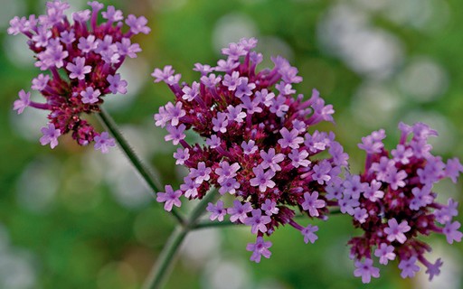 verbena flor