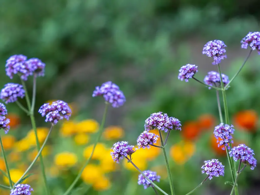 verbena flor para jardim de sol
