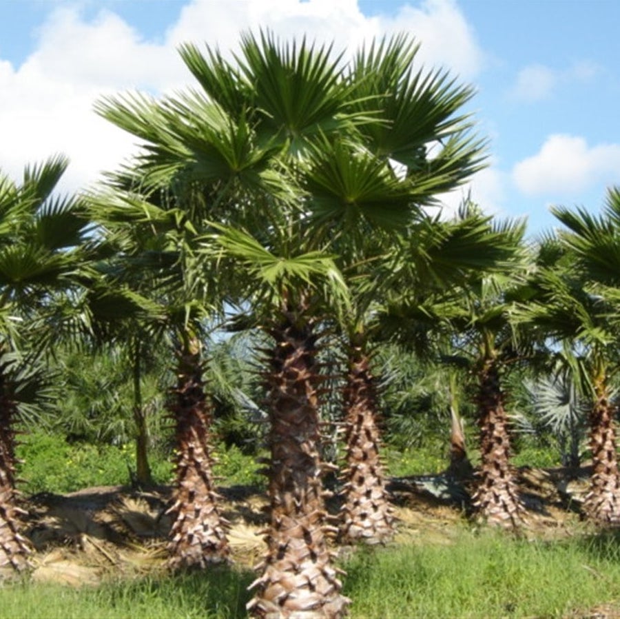 washingtonia robusta