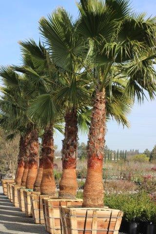 washingtonia robusta vs filifera qual escolher