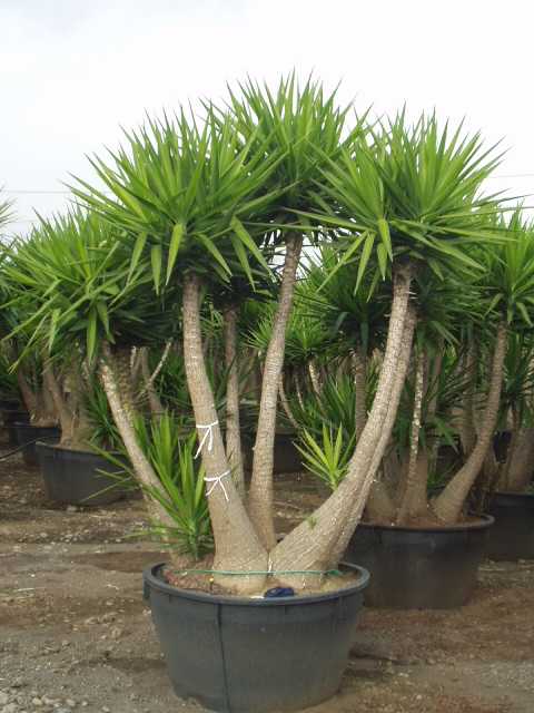 Yucca Elephantipes para interiores