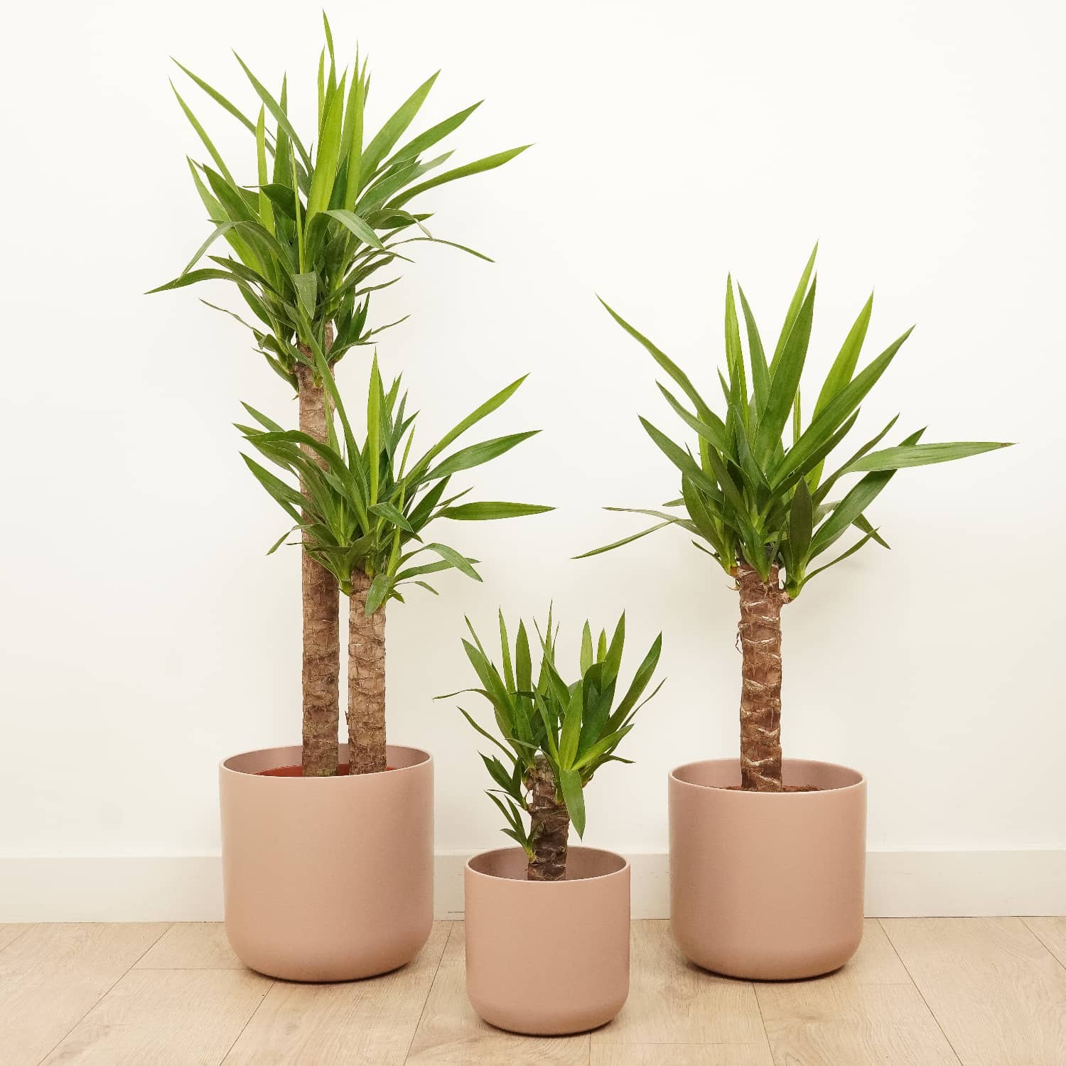 Yucca Elephantipes para exteriores