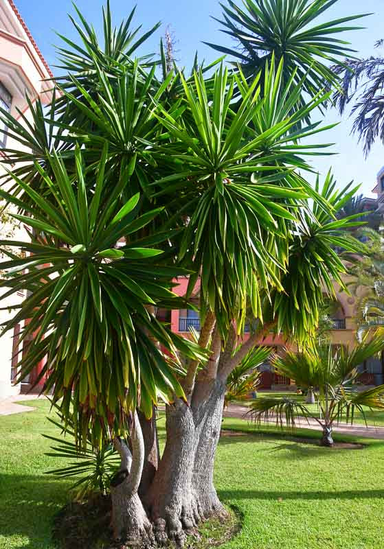 Cuidados com Yucca Elephantipes