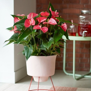 fotos de zamioculca com flor vermelha