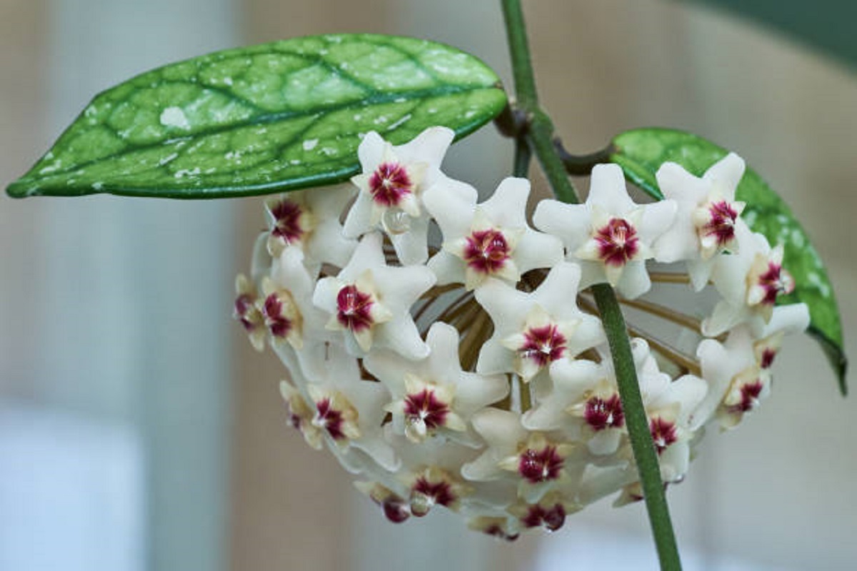 por que minha zamioculca não dá flor