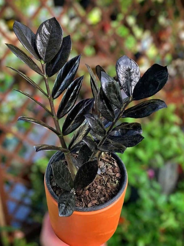 Zamioculca Negra