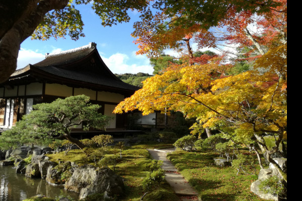 Guia Completo: Como Escolher os Elementos Perfeitos para Seu Jardim Zen