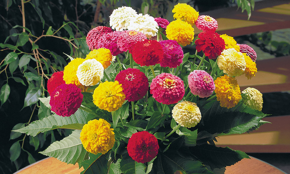 erros comuns ao cultivar zinnia elegans