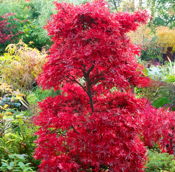 cultivo de acer palmatum