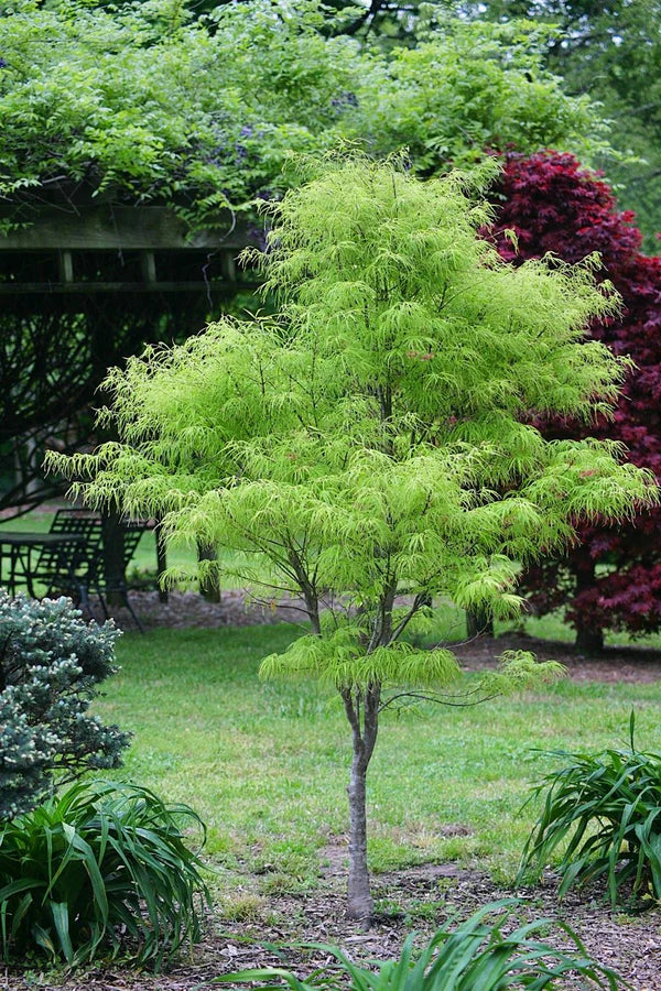 acer palmatum vermelho