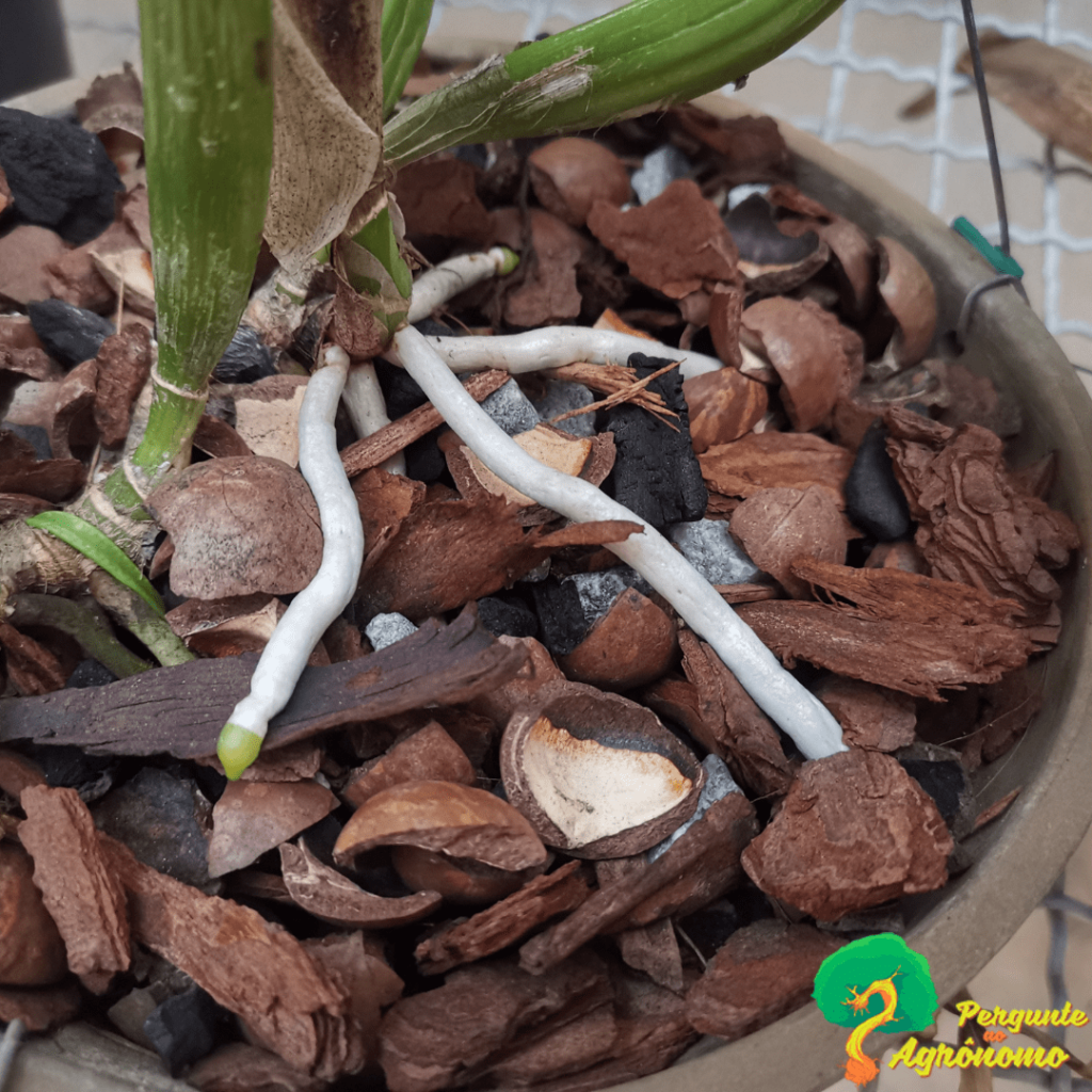 fertilizante para orquídeas floração