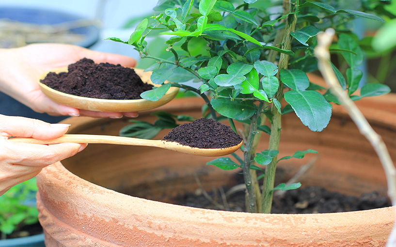 fertilizante para plantas