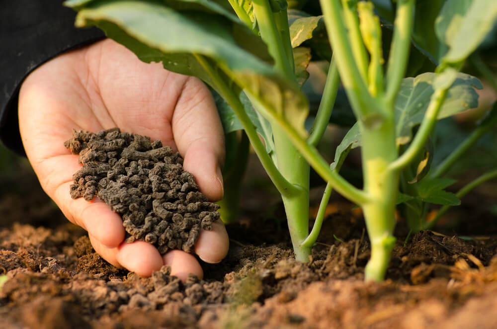 como adubar plantas