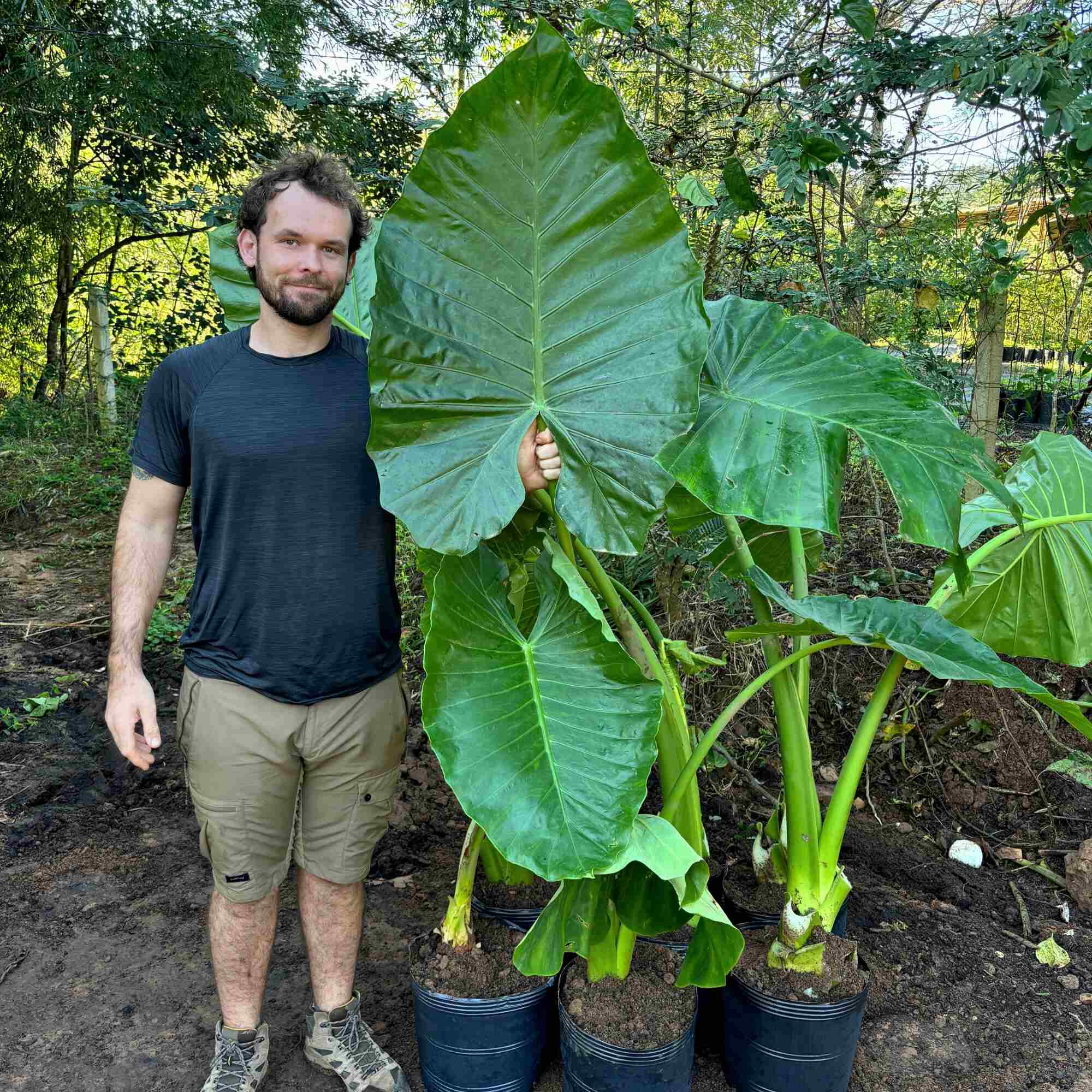 Como cuidar de Alocasia em vaso