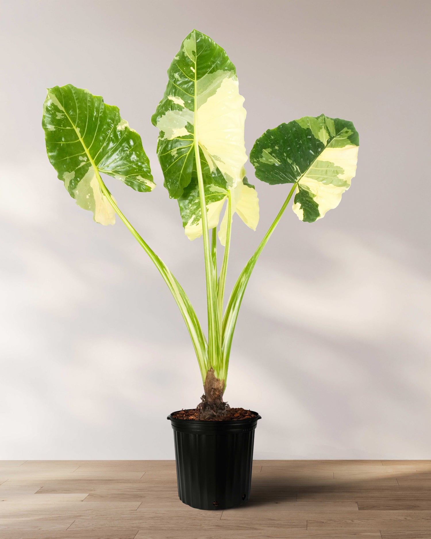 Alocasia macrorrhiza sol direto