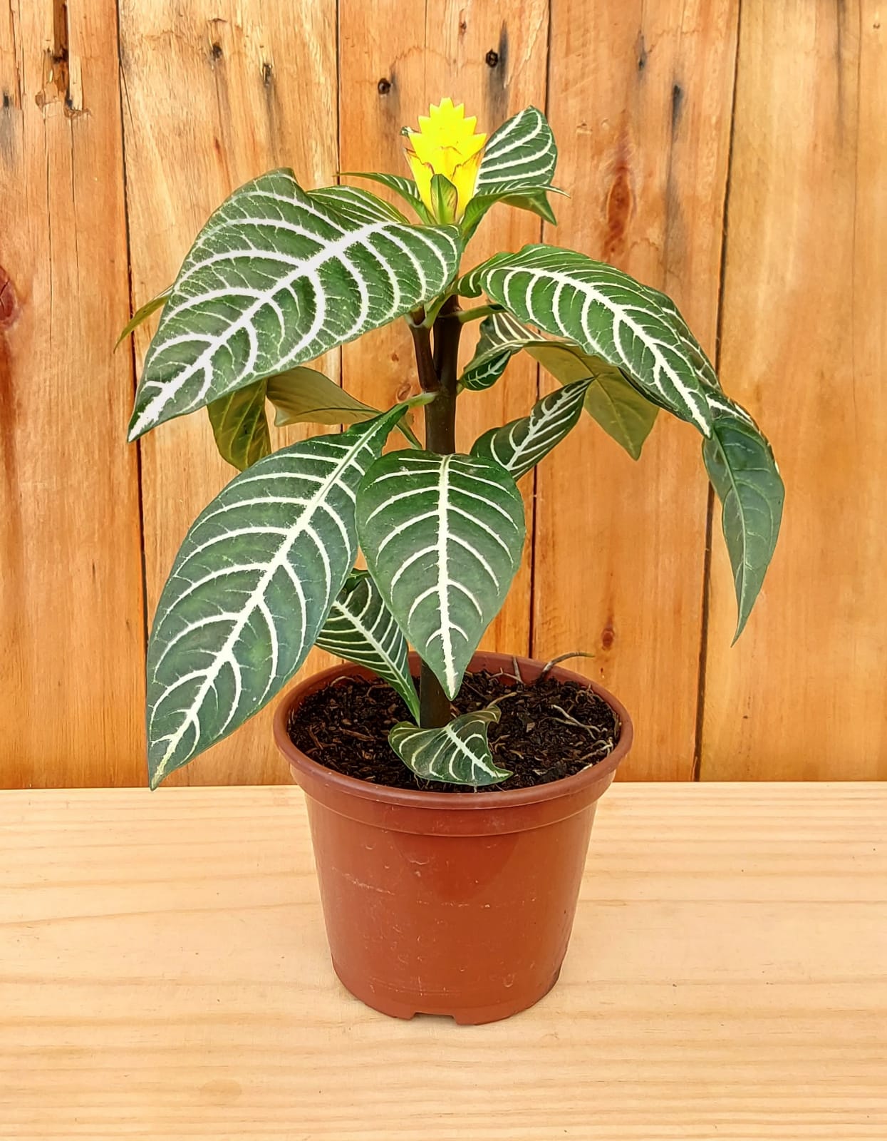 Afelandra cuidados