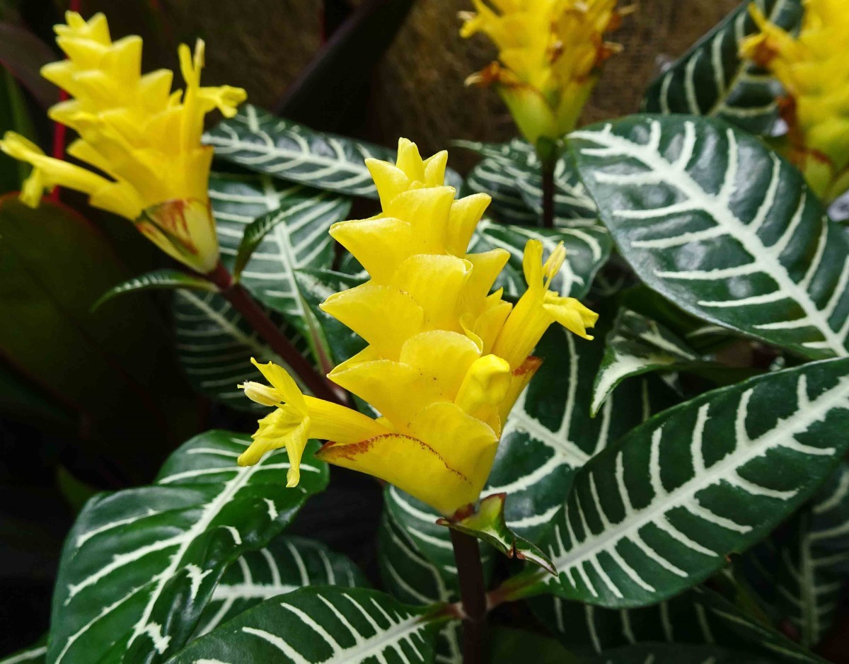 Aphelandra squarrosa
