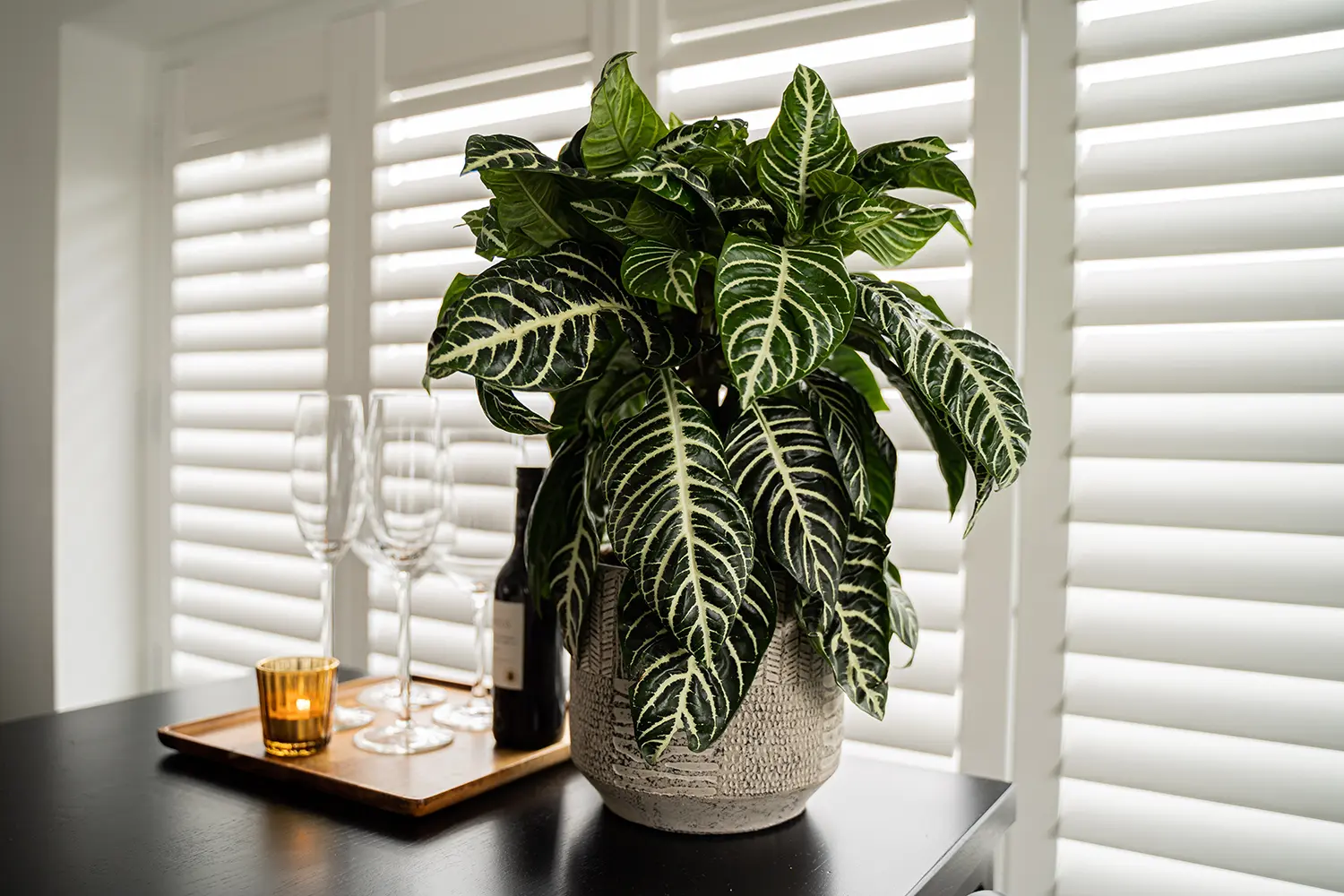 Planta Zebra cuidados