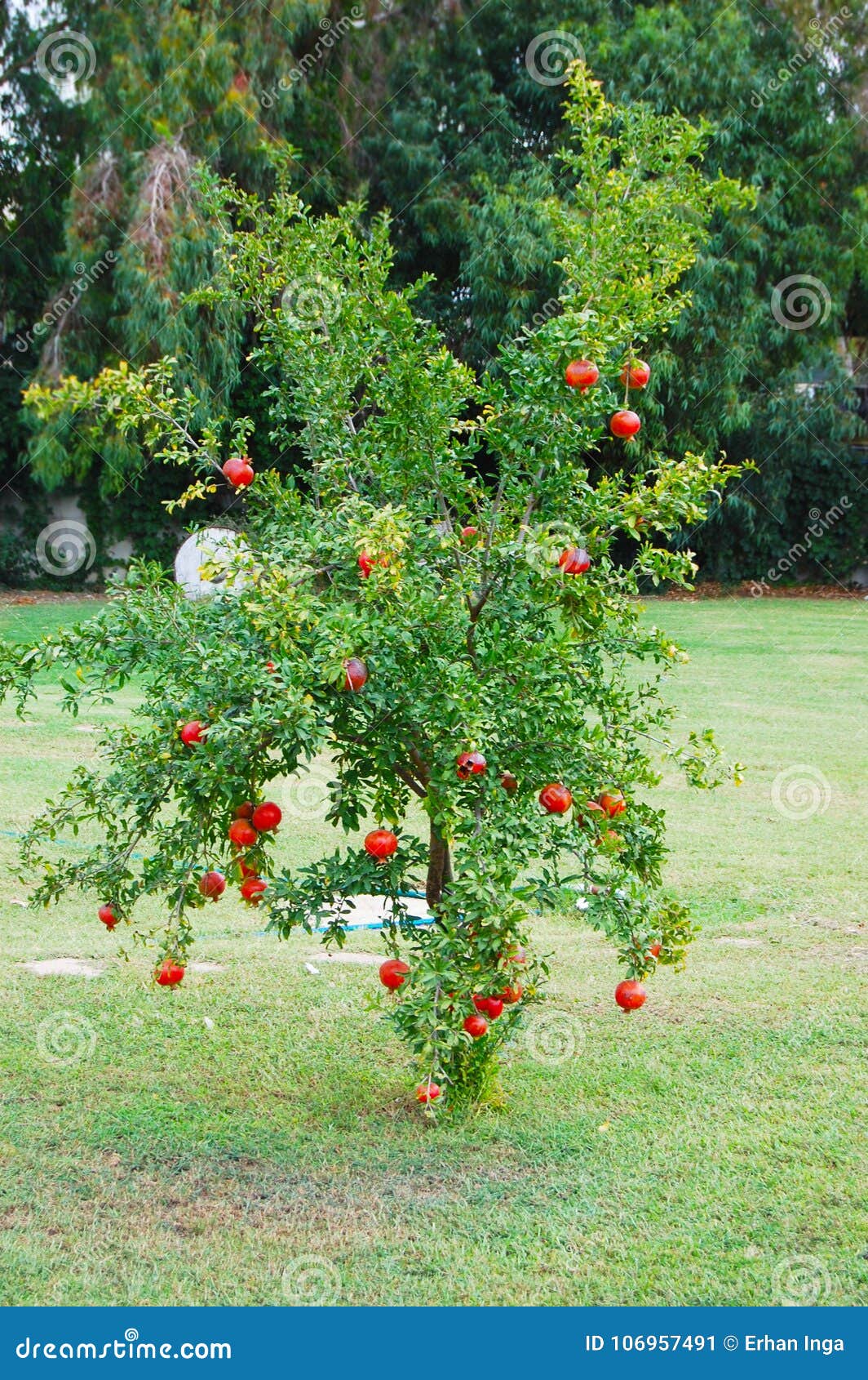 Fruto da romãzeira