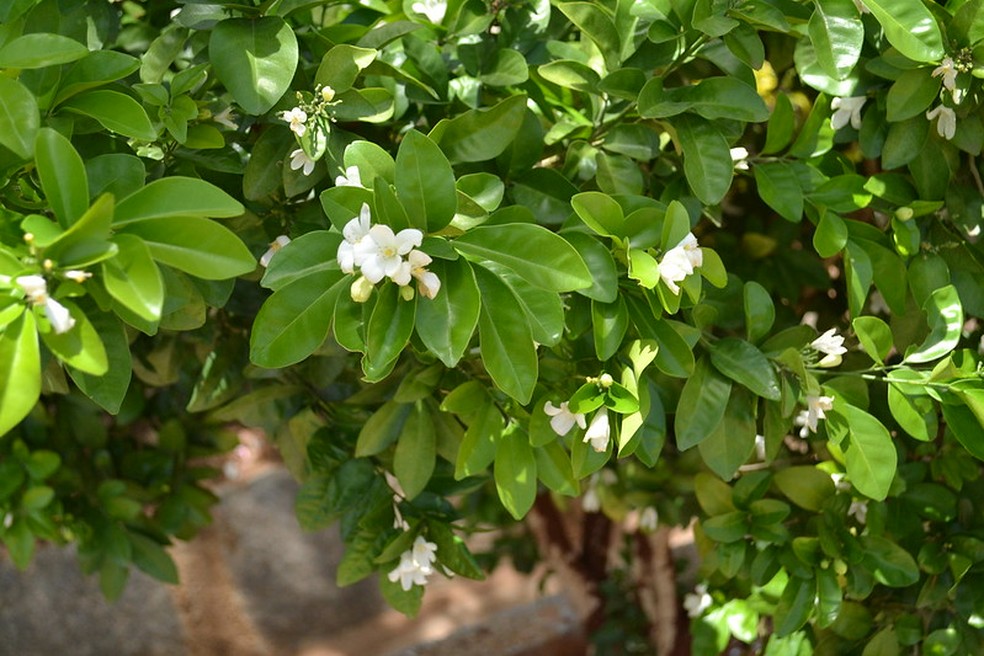 Murraya paniculata proibição
