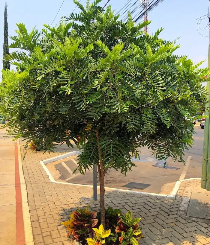 árvore para calçada que não quebra o cimento