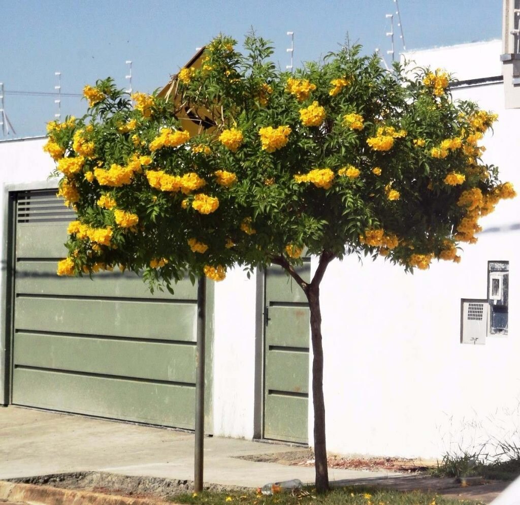 plantar árvore na calçada riscos