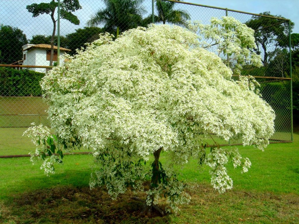 árvores nativas para arborização urbana