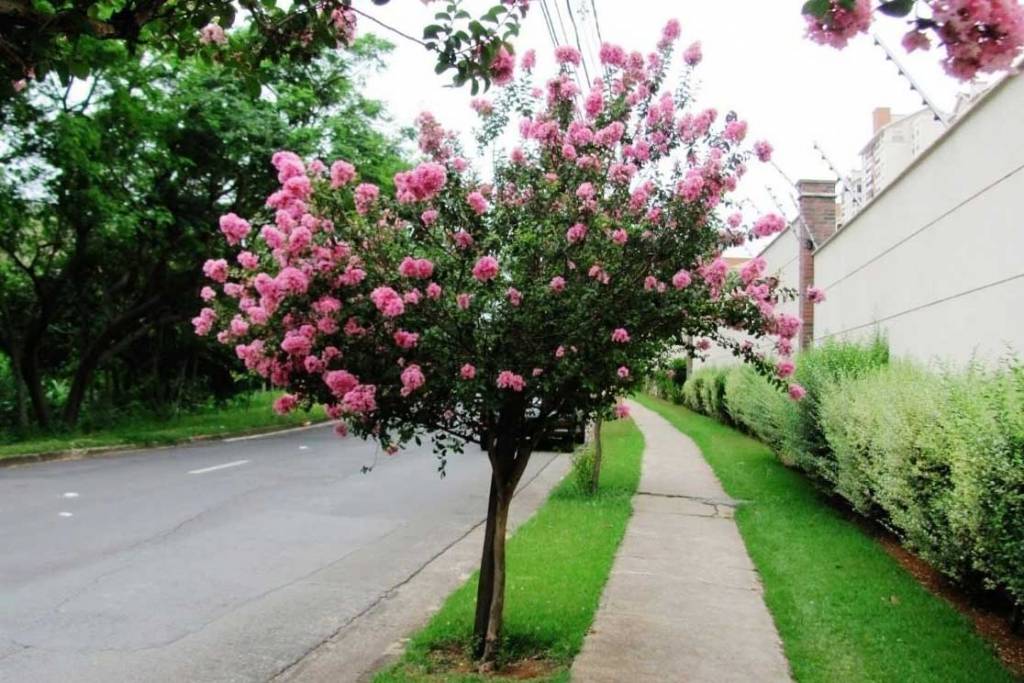 árvore para calçada com fiação elétrica