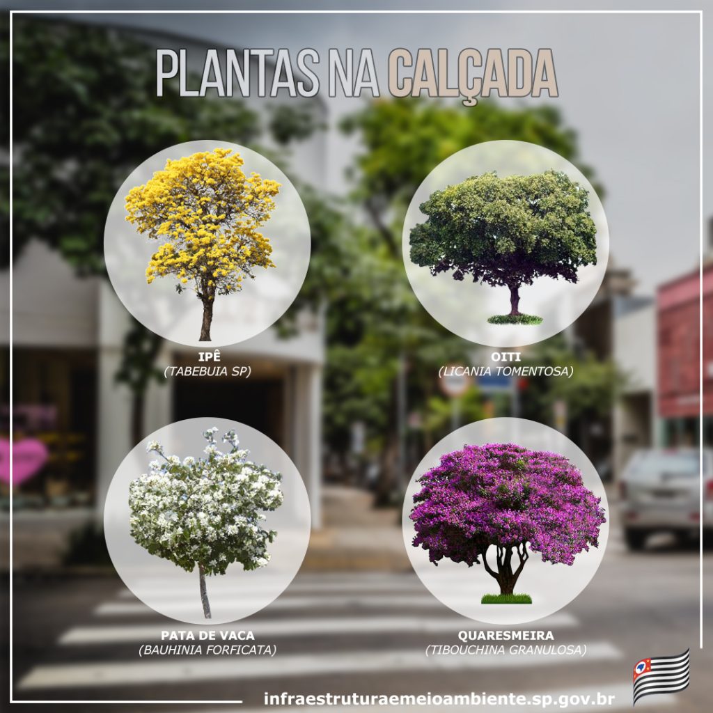 qual árvore plantar na frente de casa