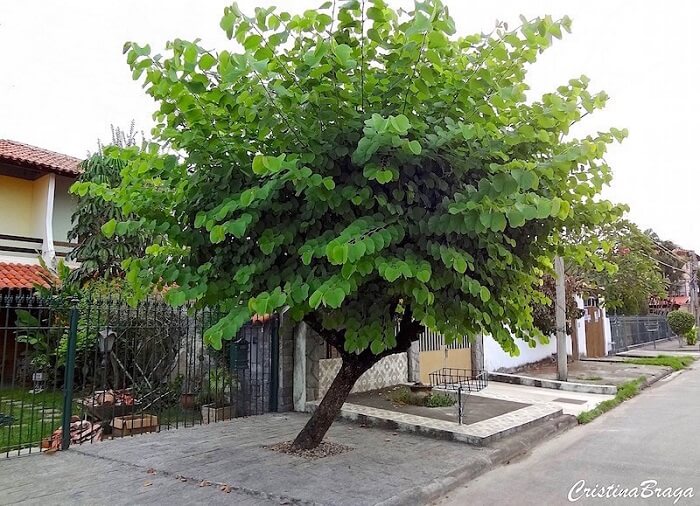 plantar árvore na calçada riscos