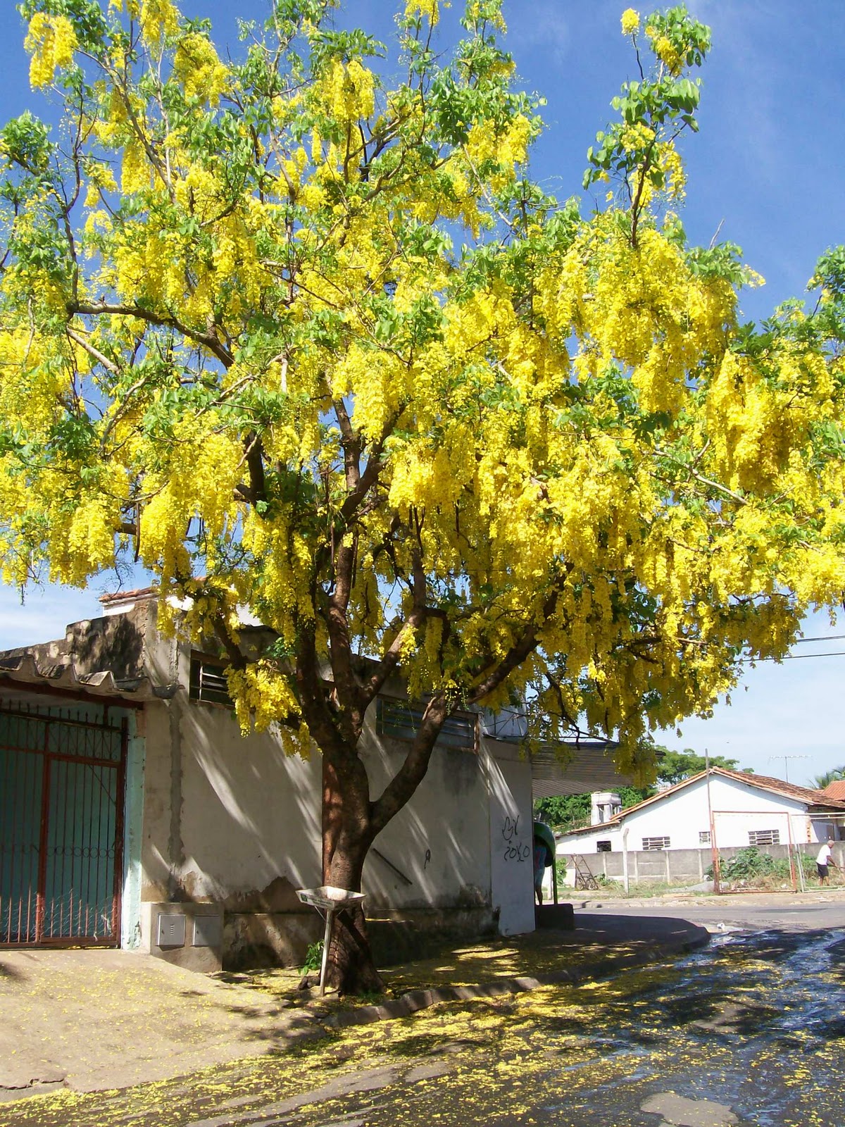 árvore para calçada que não quebra o cimento