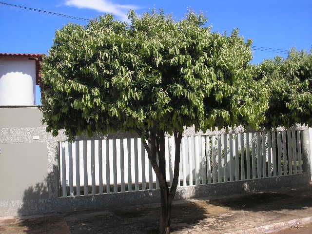 plantar árvore na calçada riscos