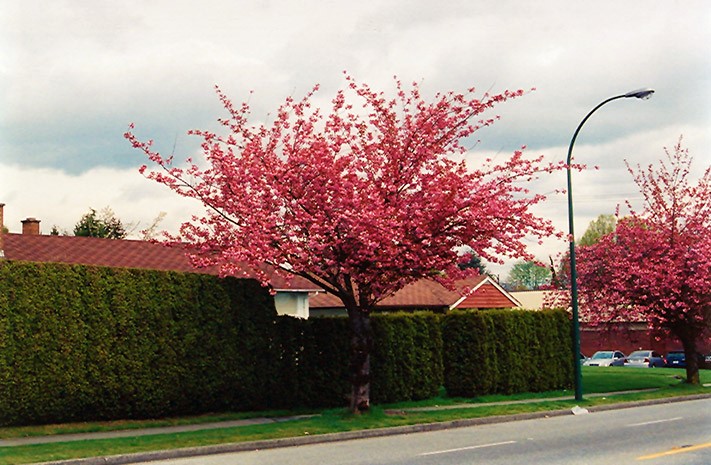 árvores nativas para arborização urbana