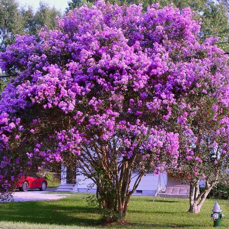 Lagerstroemia indica para calçada