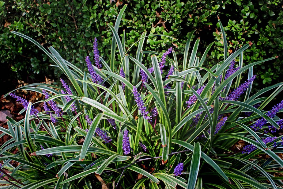 Ophiopogon jaburan