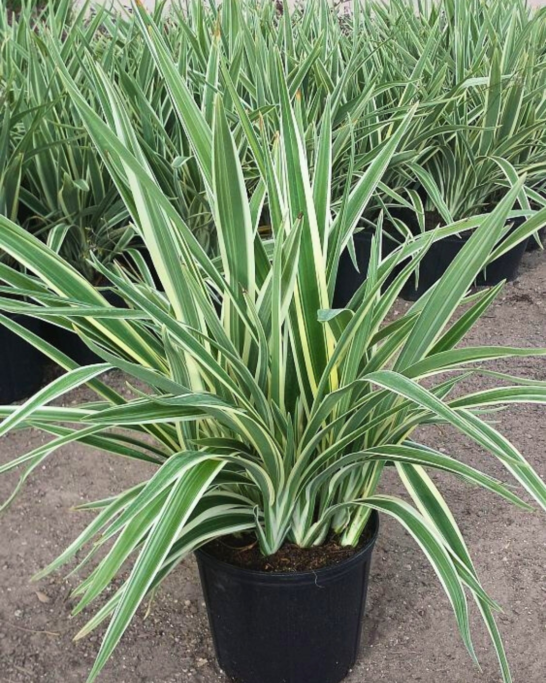 Liriope muscari