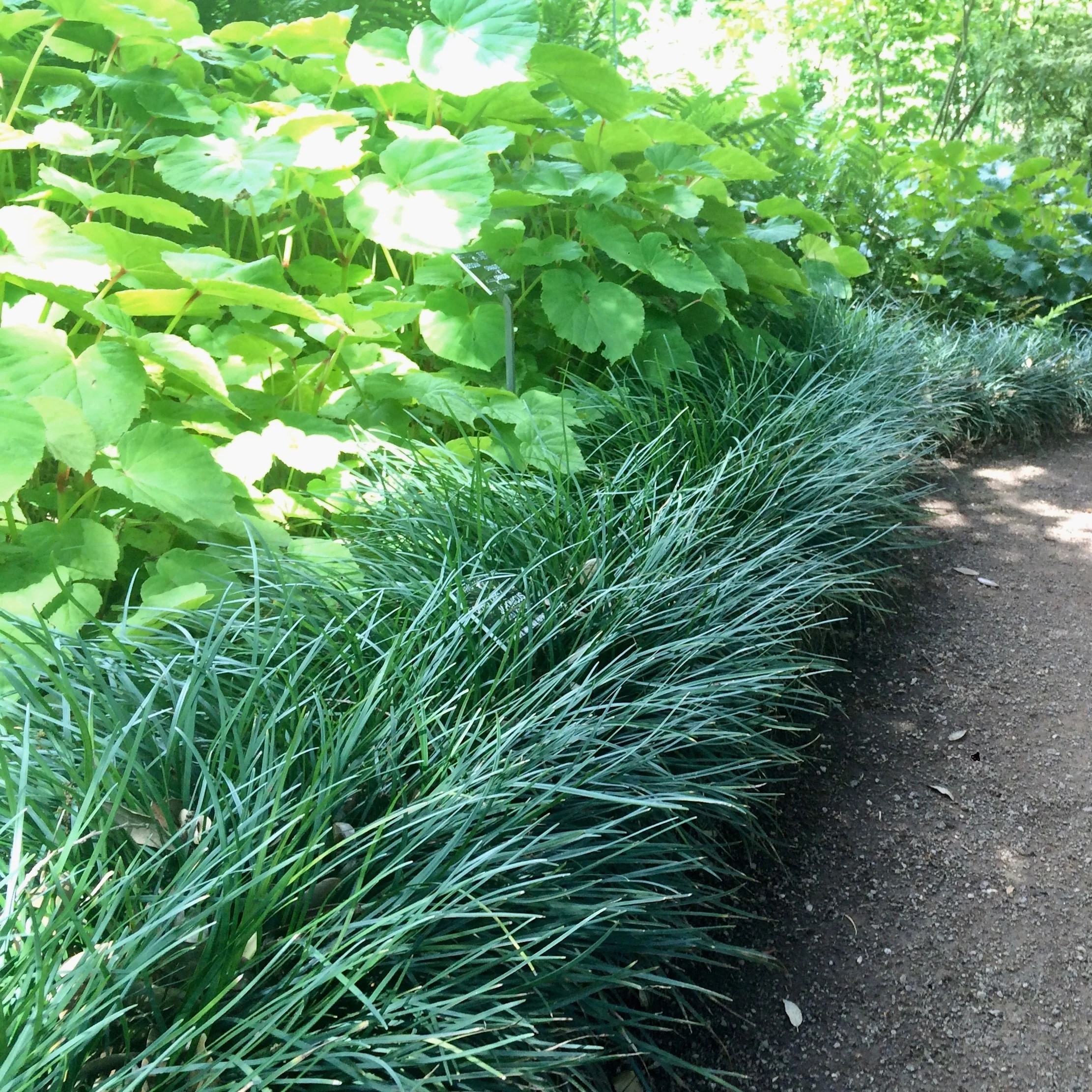Liriope variegata