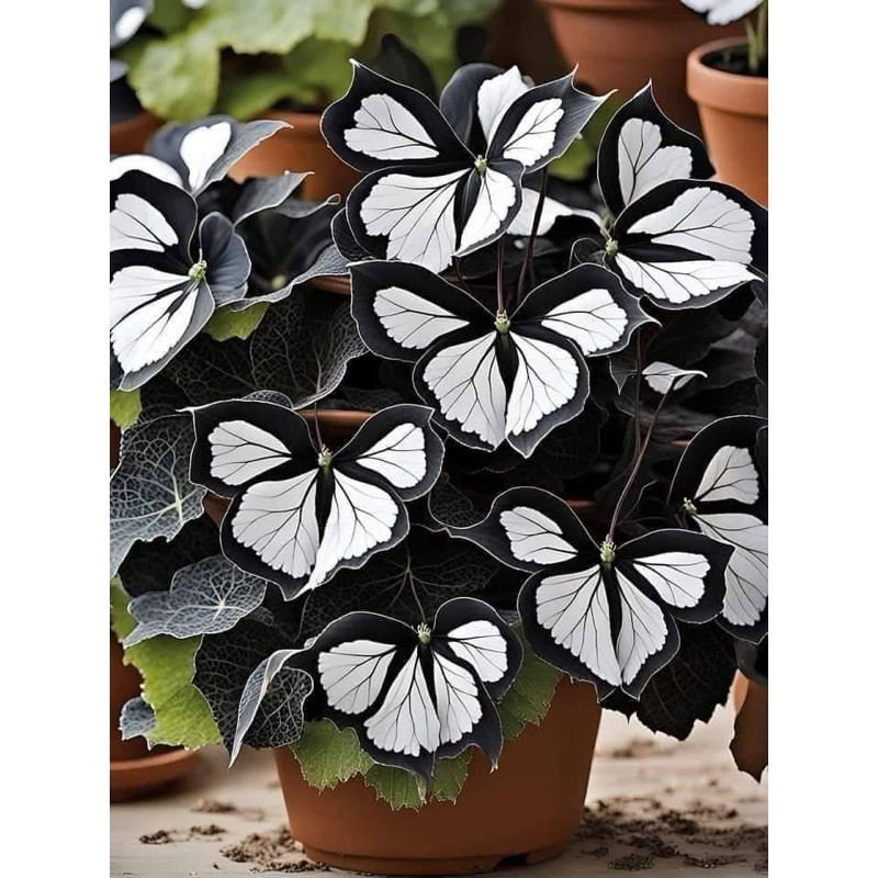 Begônia Butterfly Wings cultivo