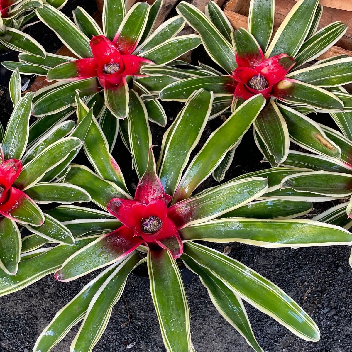 cuidados bromélia neoregelia