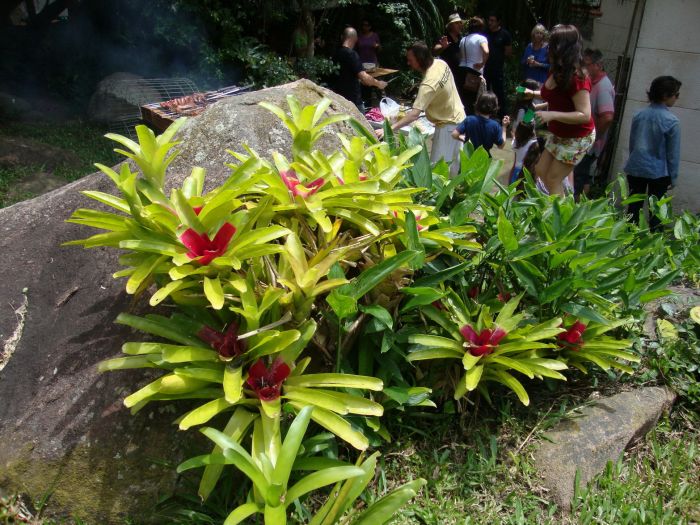 como cuidar de neoregelia