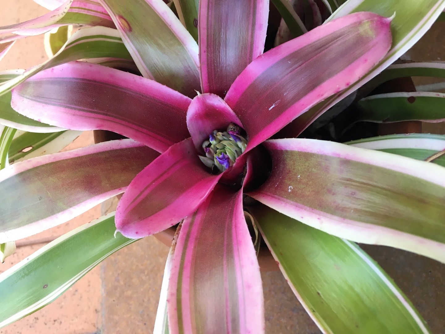 bromélia neoregelia luz