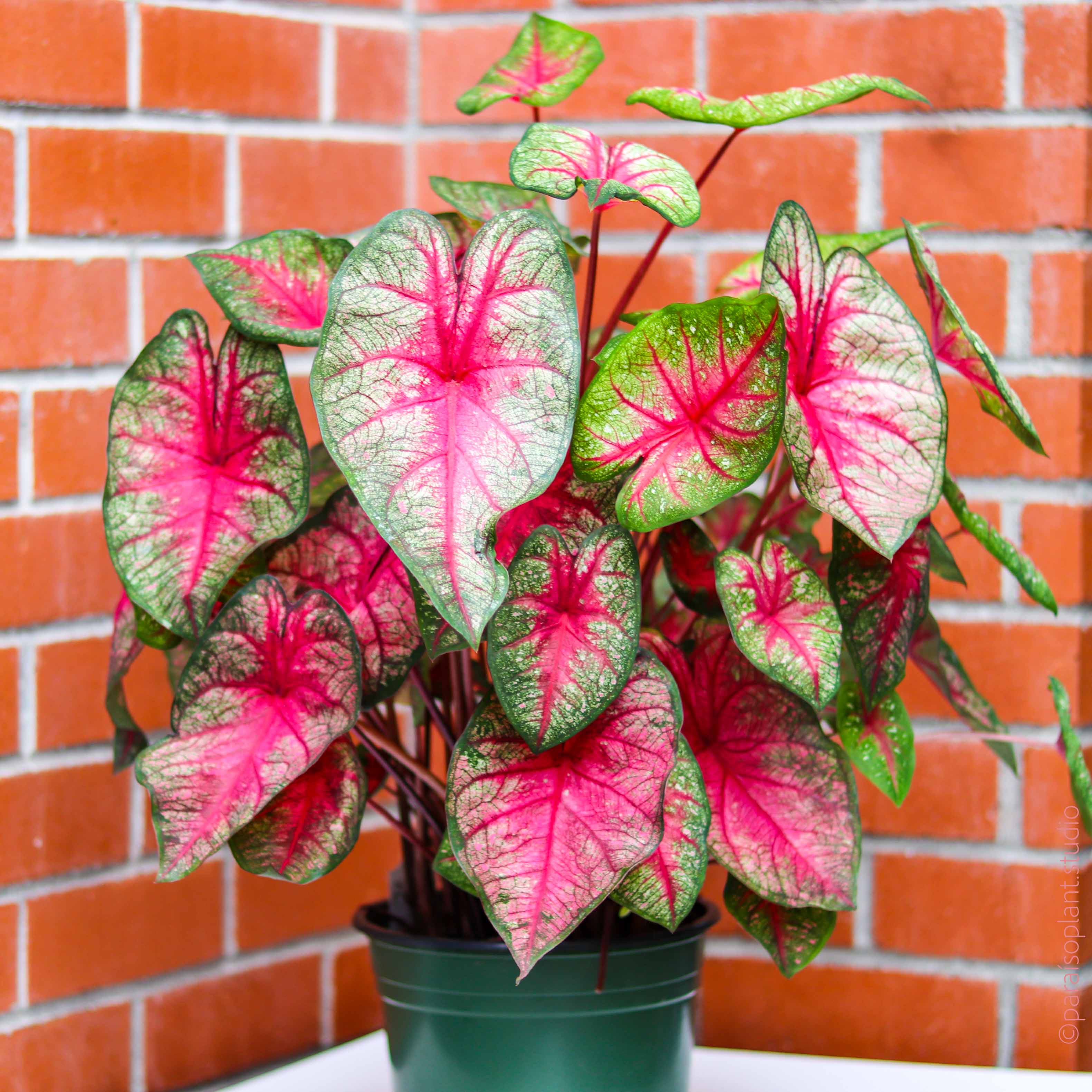 tinhorão planta