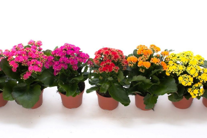 Flor da Fortuna