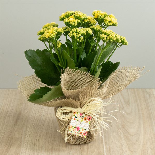 Kalanchoe dobrada