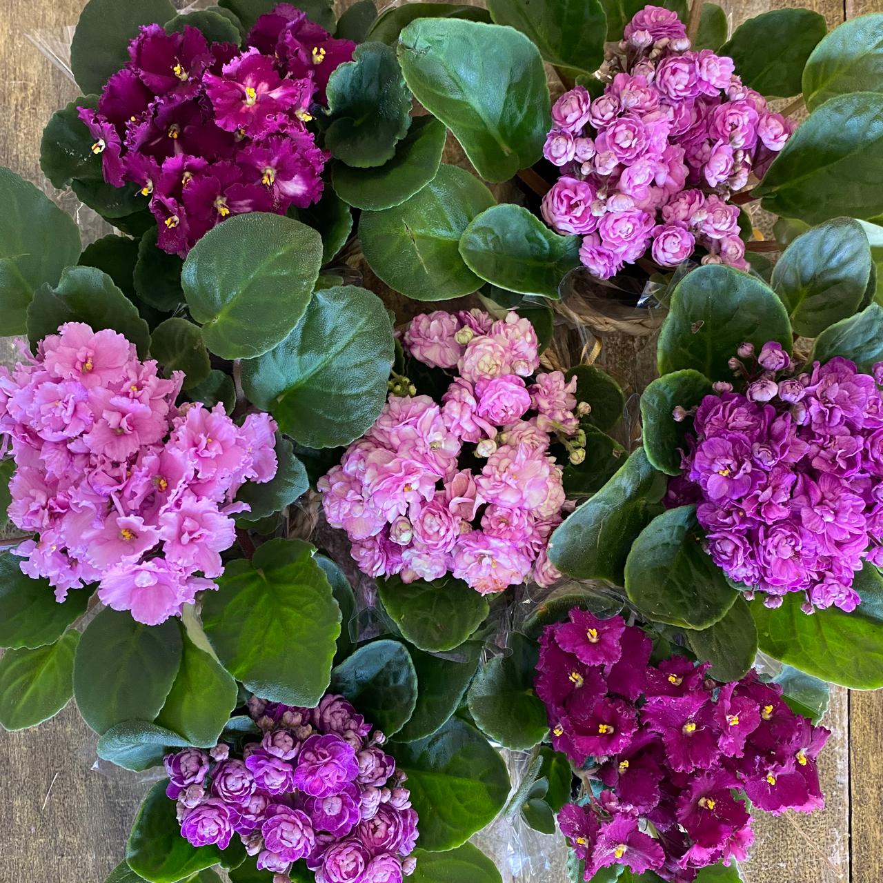 Suculenta ornamental