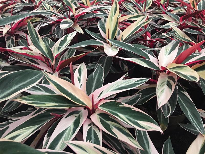 Maranta