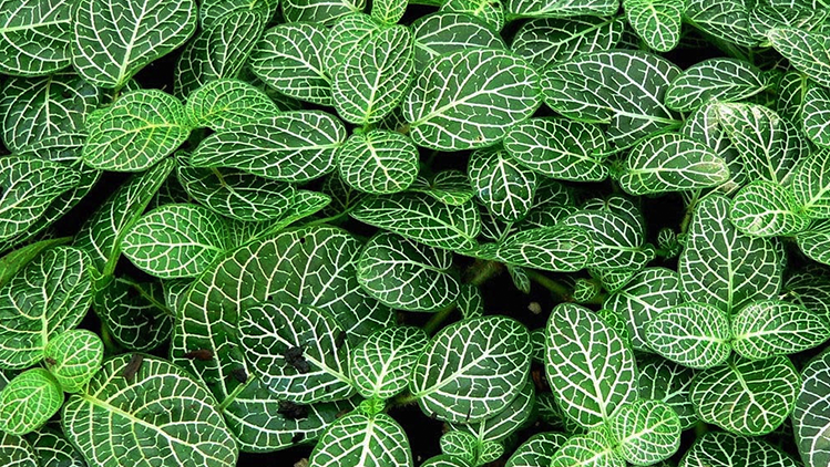Planta-rezadeira