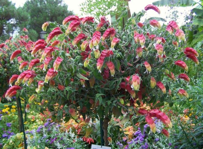 Planta camarão vermelho como cuidar