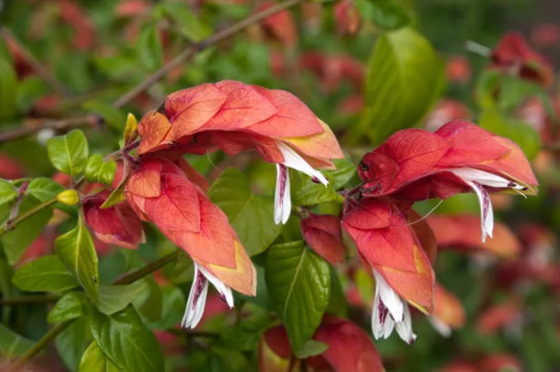 Flor camarão vermelho