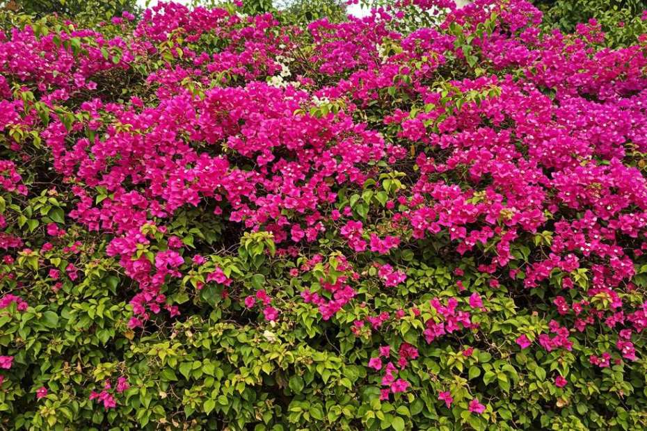 cerca viva com flores roxas